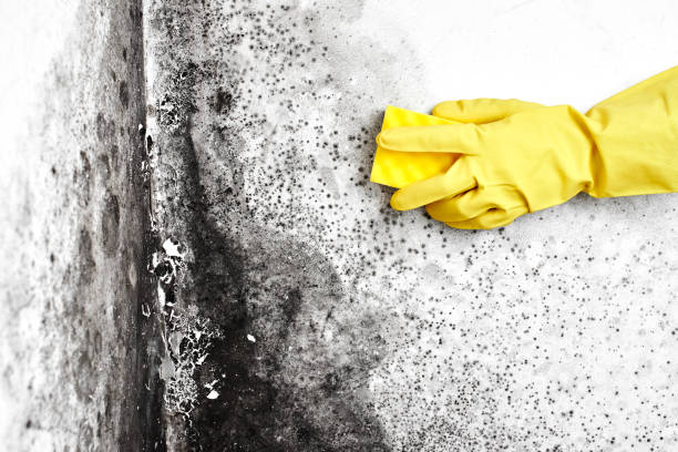 Best Black Mold Removal  in Stanhope, NJ