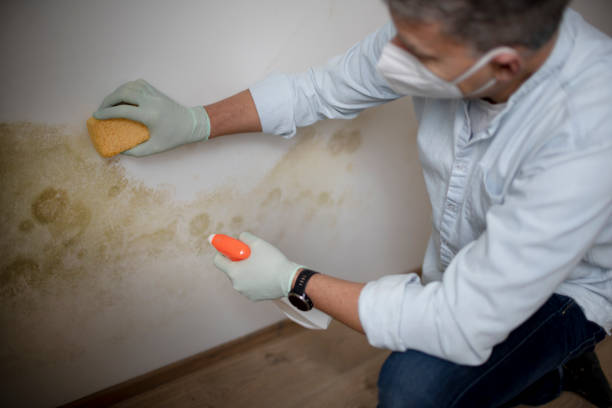 Best Attic Mold Removal  in Stanhope, NJ