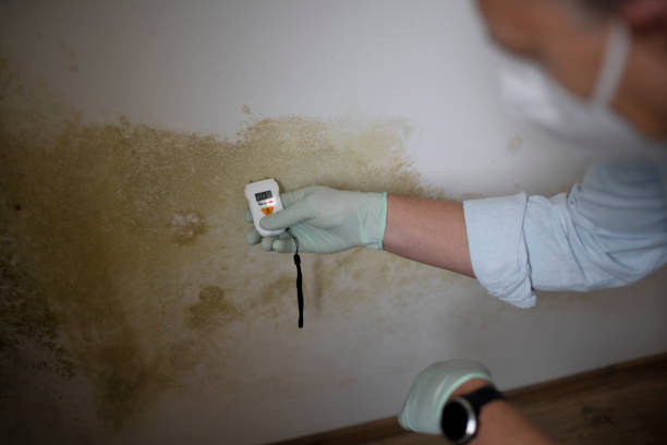 Best Residential Mold Removal  in Stanhope, NJ
