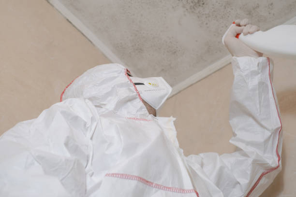 Best Best Mold Removal Companies  in Stanhope, NJ
