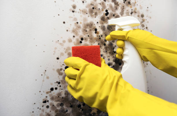 Best Best Mold Removal Companies  in Stanhope, NJ