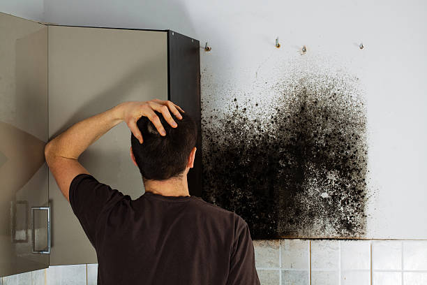 Best Fast Mold Removal  in Stanhope, NJ