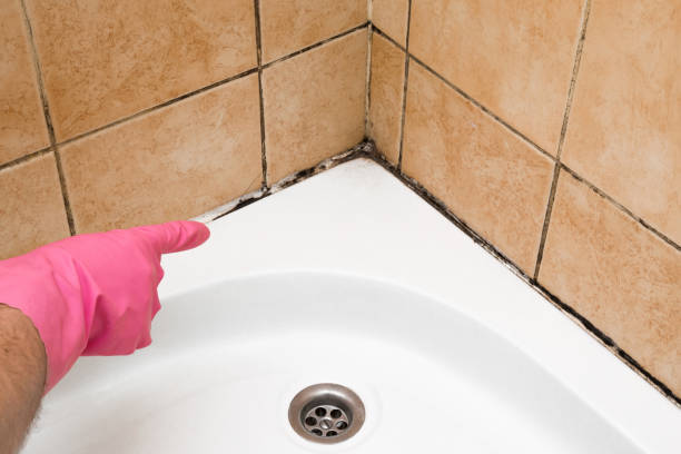 Best Black Mold Removal  in Stanhope, NJ